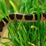 Kuhli Loach