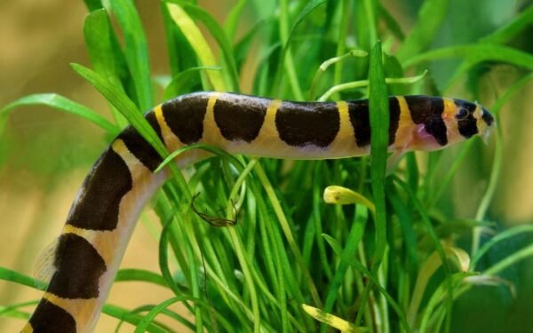Kuhli Loach