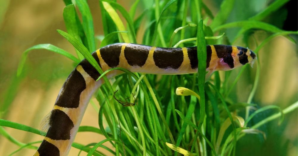Kuhli Loach