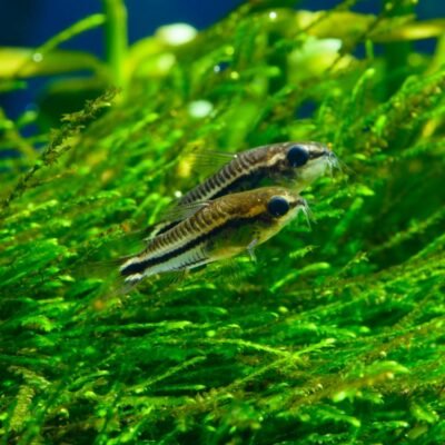 Corydoras pygmaeus (Pygmy Corydoras)