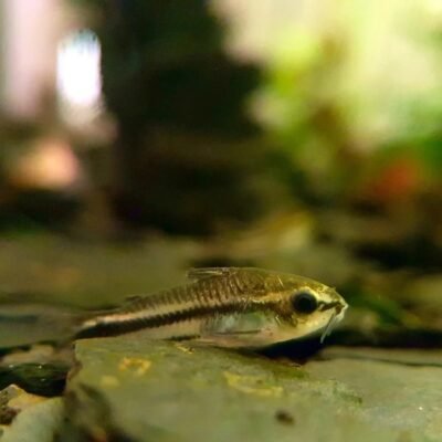 Corydoras pygmaeus (Pygmy Corydoras)