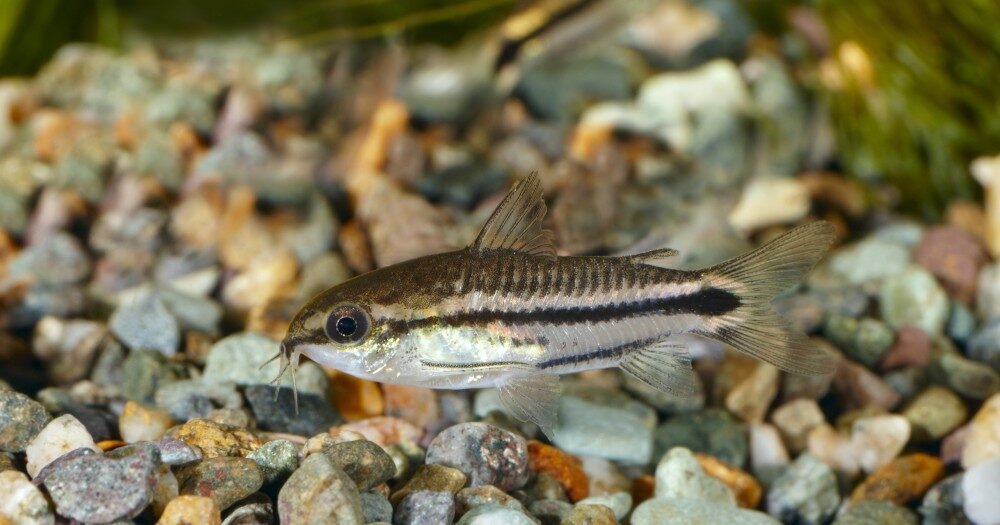 Corydoras pygmaeus (Pygmy Corydoras)
