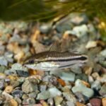 Corydoras pygmaeus (Pygmy Corydoras)