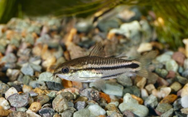 Corydoras pygmaeus (Pygmy Corydoras)