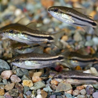 Corydoras pygmaeus (Pygmy Corydoras)