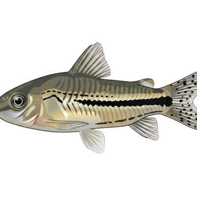 Corydoras pygmaeus (Pygmy Corydoras)