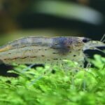 amano shrimp