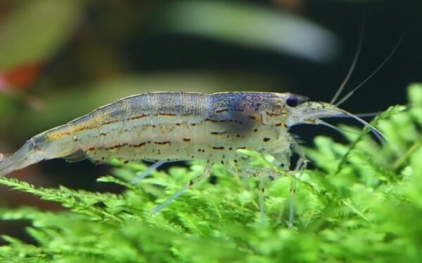 amano shrimp