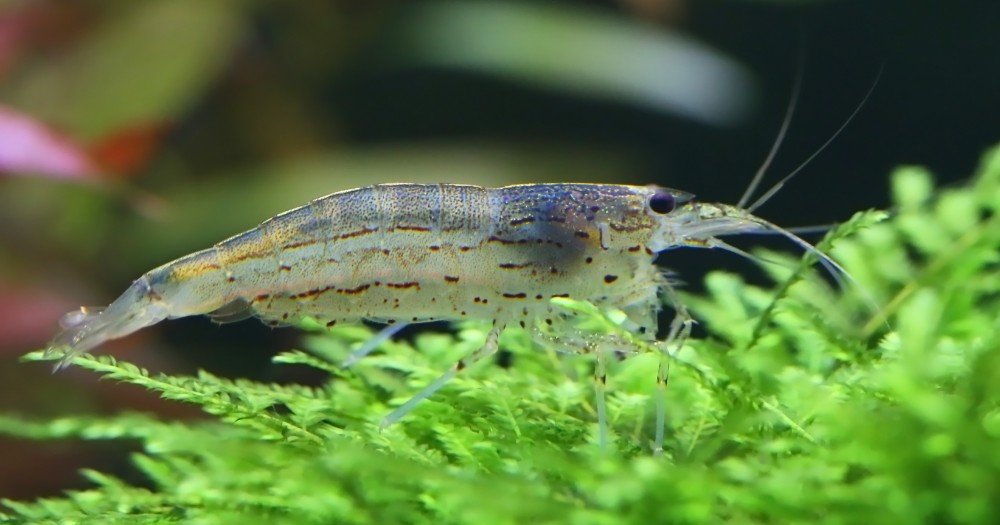 amano shrimp