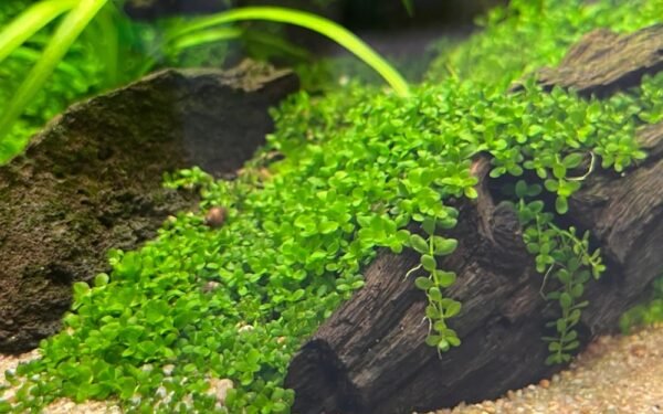 Micranthemum tweediei (Monte Carlo)