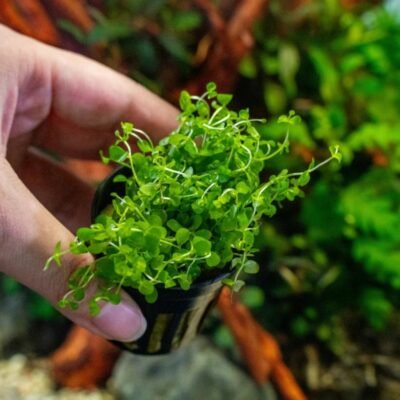 Micranthemum tweediei (Monte Carlo)